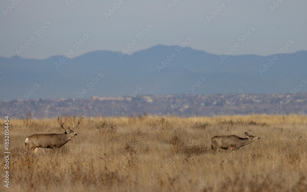 Fototapeta premium Mule Deer Buck and Doe During the Rut in Atuumn in Colorado