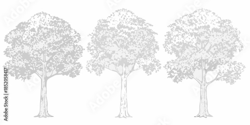 A simple sketch illustration of three leafy deciduous trees against a white background