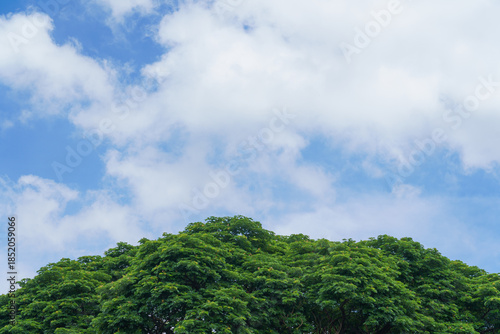 Trees with green leaves represent good weather, with the sky and clouds as a backdrop