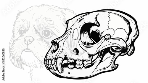 Detailed Illustration of a Primate Skull with Sharp Teeth and Eye Sockets.