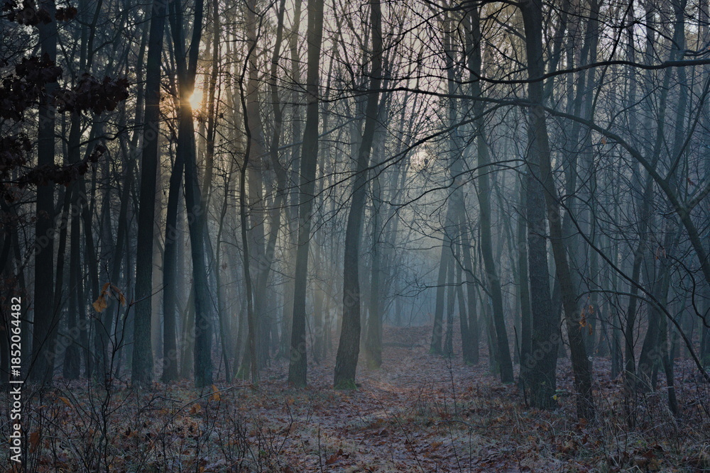 Fototapeta premium Poranek w lesie 7