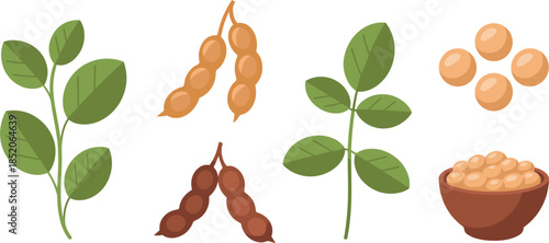 Flat Vector Illustration of Soybeans Featuring Hanging Pods Green Foliage and Bowl of Seeds