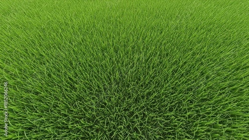 Close up view of fresh green grass field