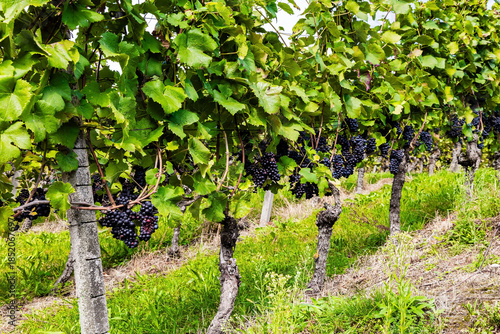 Well-tended grape vines