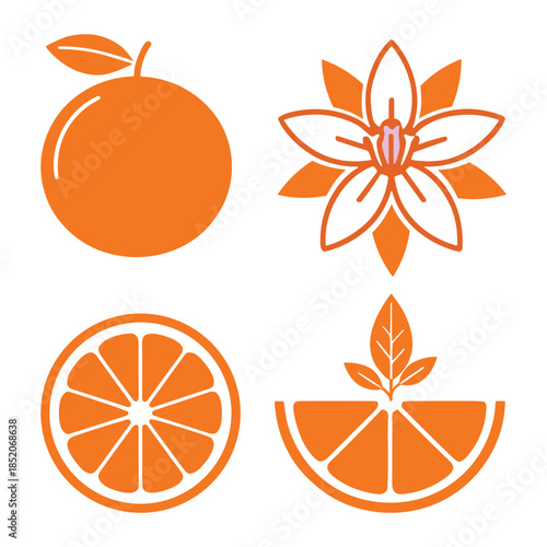 Orange fruit and blossom vector illustration, whole fruit with slice and flower