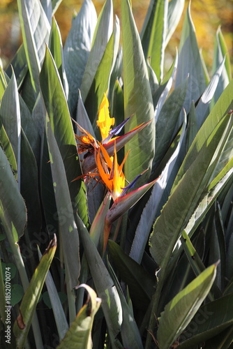 bird of paradise flower 