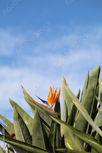 bird of paradise flower 