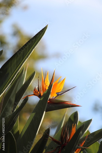bird of paradise flower