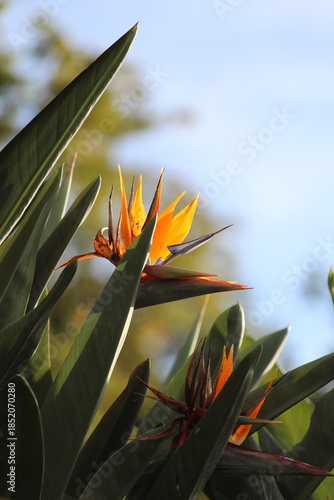 bird of paradise close-up