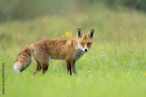 Fototapeta Lis rudy drapieżnik stojący na zielonej łące