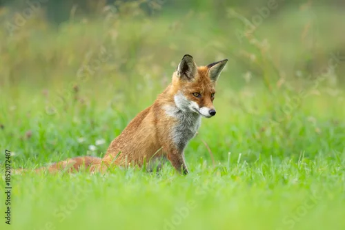Fototapeta Lis rudy drapieżnik siedzący na zielonej łące