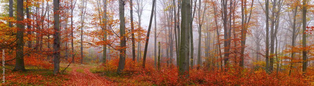 Fototapeta premium Creepy mysterious foggy forest during autumn day with colorful foliage