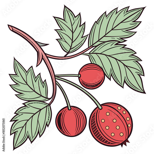 Vector illustration of strawberries