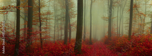Creepy mysterious foggy forest during autumn day with colorful foliage