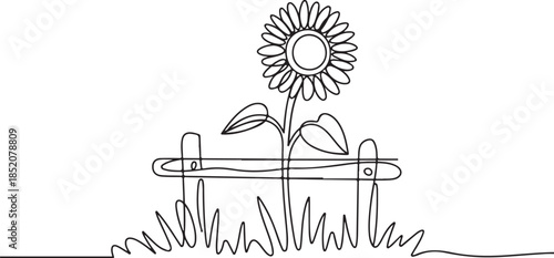 A simple illustration representing a cultivated plant (sunflower) in a garden or farm setting, growing near a boundary fence.