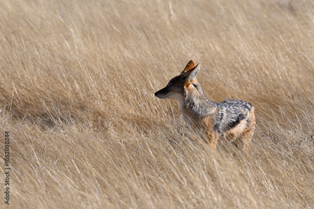 Obraz premium Portrait of a black-backed Jackal