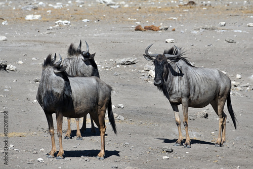 Wildebeest Gnu in Etosha National Park
