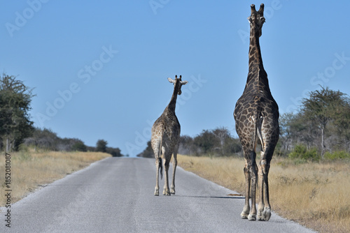 Giraffes (Giraffa camelopardalis) in the Etosha National Park