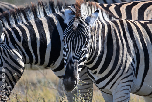 Stripped zebras in African bush