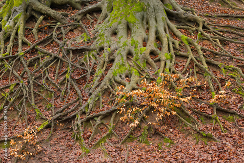 many exposed roots of a large tree surrounded by leaves and moss, many thick roots of a huge tree covered with moss surrounded by brown leaves
