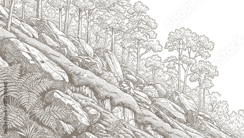 Detailed pen and ink illustration depicting a rocky forest slope covered with moss and lush ferns in natural setting
