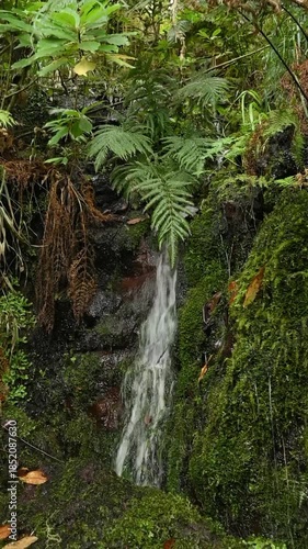 Forest waterfall in Levada das 25 Fontesdeira