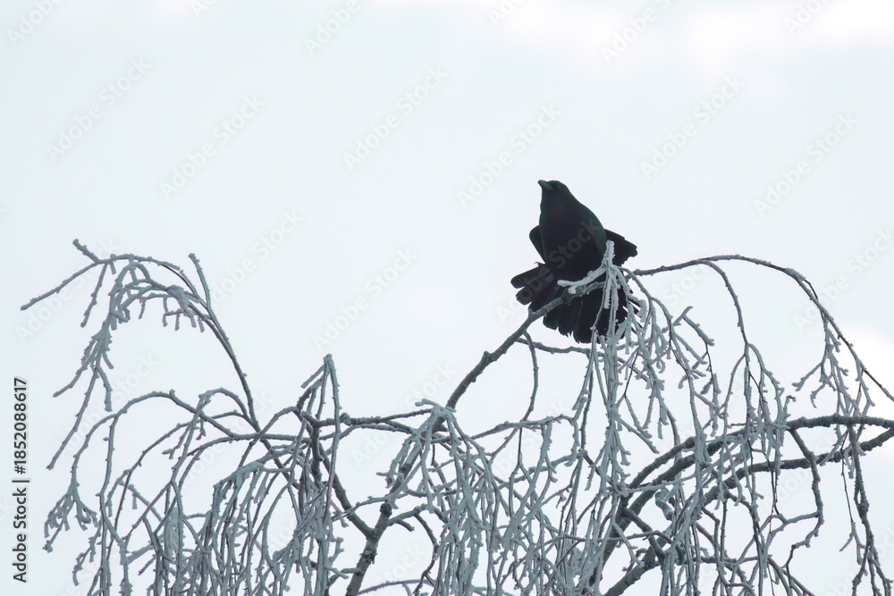 Fototapeta premium a raven perched on a birch at a cold winter morning