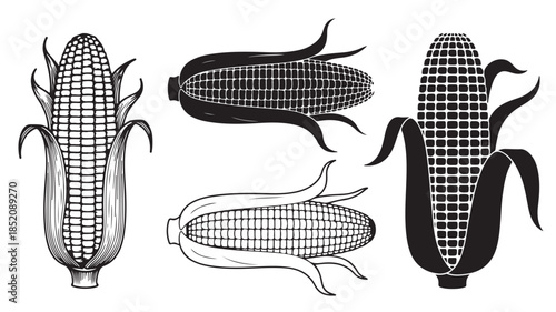 Corn on the Cob Illustrations in Various Styles and Grid Patterns for Agricultural Design