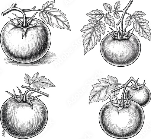 Tomato with Vine Etching Engraving Style Vector Icon Set Isolated Vintage Botanical Food Illustration