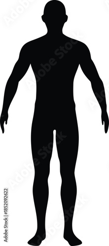 Male human body belonging to an adult man silhouette vector isolated design
