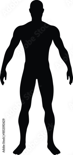Male human body belonging to an adult man silhouette vector isolated design