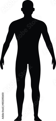 Male human body belonging to an adult man silhouette vector isolated design