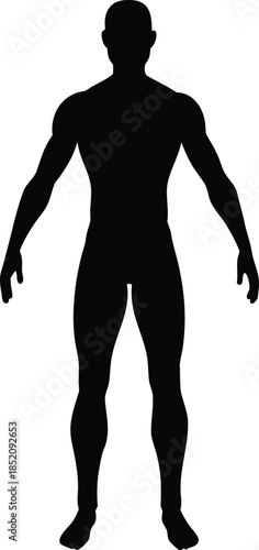 Male human body belonging to an adult man silhouette vector isolated design
