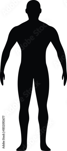 Male human body belonging to an adult man silhouette vector isolated design