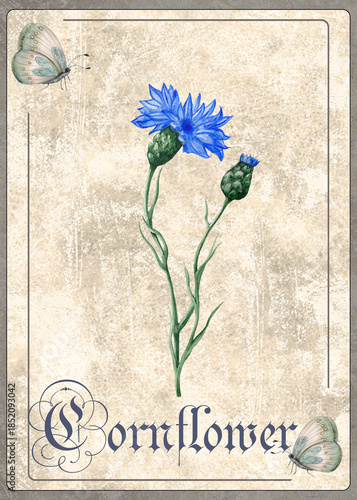 Hand Drawn Watercolor Botanical  Illustration of Cornflower