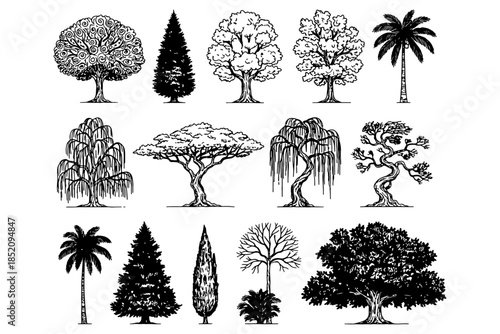 set of trees,
Minimal CAD Tree Line Drawing Set – Tropical & Oak Trees, Side View, Vector Illustration