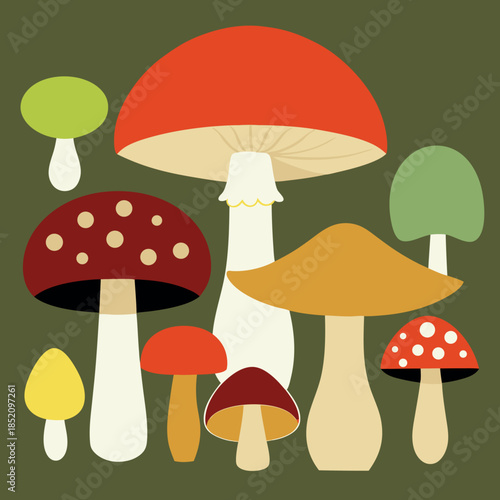Different-types-of-mushrooms. 