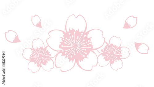 Elegant Pink Cherry Blossom Flower Vector Illustration with Falling Petals
