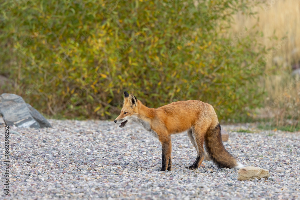 Fototapeta premium Red Fox in Autumn in Grand Teton National Park Wyoming