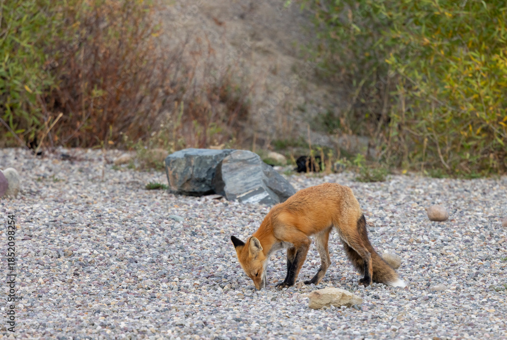 Fototapeta premium Red Fox in Autumn in Grand Teton National Park Wyoming