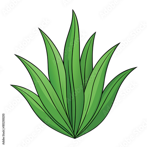 Grasses in detail leaf white background. 