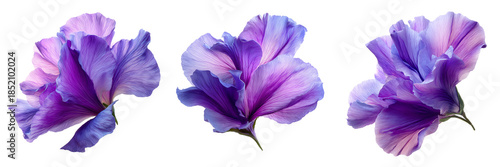 Set of Vibrant purple sweet pea flower cluster with stems detailed petals on transparent png background. Ai generated