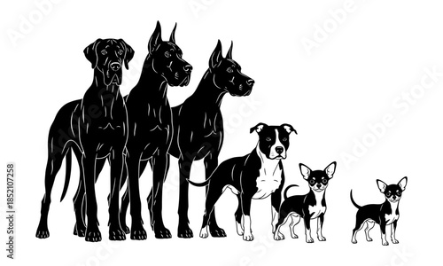 Vector illustration of different dog breeds silhouette, Great Dane, Pitbull, Chihuahua standing in a row, size comparison, black and white graphic