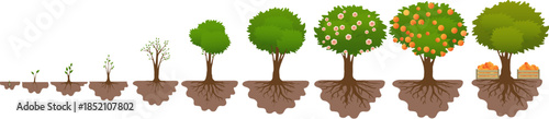 Tree growth cycle