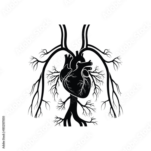 An anatomical human heart and vascular system stylized with roots silhouette vector illustration