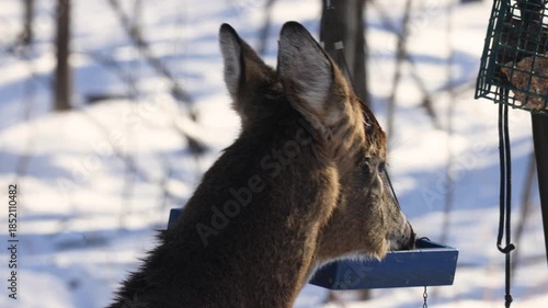 Video footage of a whitetail buck that has recently shed its antlers feeding at a backyard bird feeder during winter in Wisconsin. The antlerless buck eats spilled birdseed while standing in snow