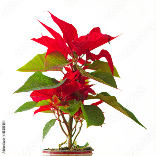Christmas flower poinsettia on white background