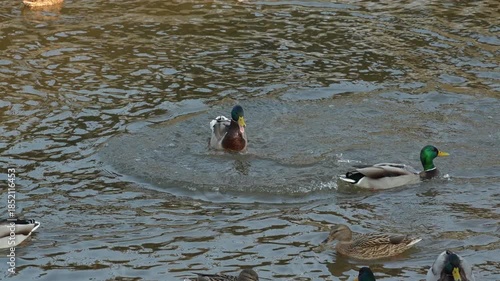 Wallpaper Mural Duck drake aggressively attacks another drake and then flaps its wings, slow motion Torontodigital.ca