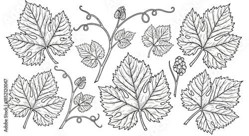 A detailed illustration of various types of leaves with intricate veins and stems, showcasing botanical diversity and natures beauty