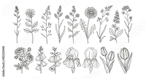 Illustration of various plants and flowers with detailed botanical drawings and leaves